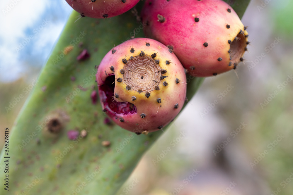 Orange prickly pears, Opuntia ficus indica Orange prickly pears, Opuntia ficus indica