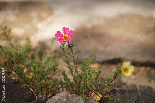 Yellow and pink purslane flowers grow in the garden. Side view, closeup.