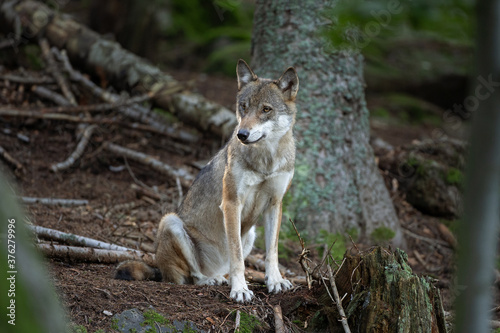 Wolf in the dark forest. Wolf during the day. Rare predators have a rest in the forest. European nature during summer. 