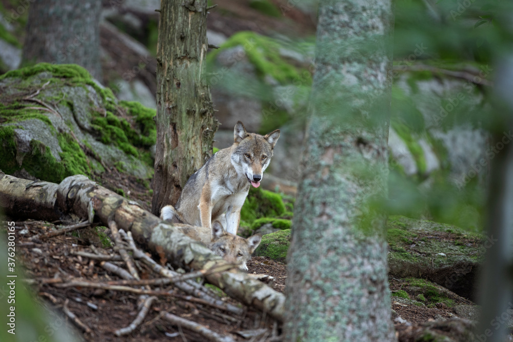 Wolf in the dark forest. Wolf during the day. Rare predators have a rest in the forest. European nature during summer. Wolf in the dark forest. Wolf during the day. Rare predators have a rest in the forest. European nature during summer.