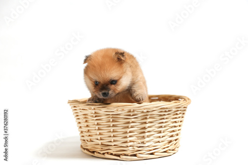spitz puppy is in wicker basket on white background © Петр Смагин