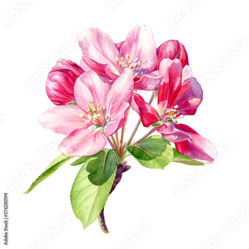 Branch of a flowering Apple tree painted in Watercolor. Botanical illustration.