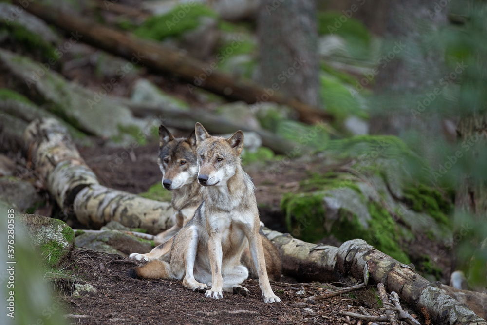 Wolf in the dark forest. Wolf during the day. Rare predators have a rest in the forest. European nature during summer. Wolf in the dark forest. Wolf during the day. Rare predators have a rest in the forest. European nature during summer.