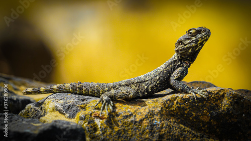 close up of a lizard