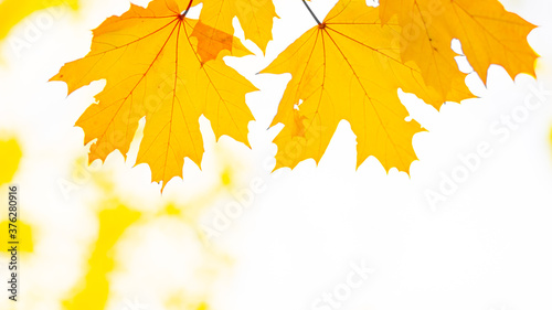 Autumn background with maple leaves. Autumn orange leaves over blurred background. Copy space