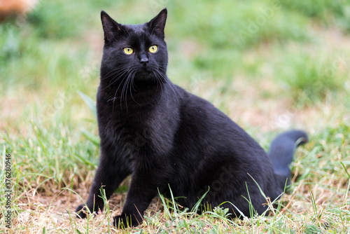 Chat noir en gros plan