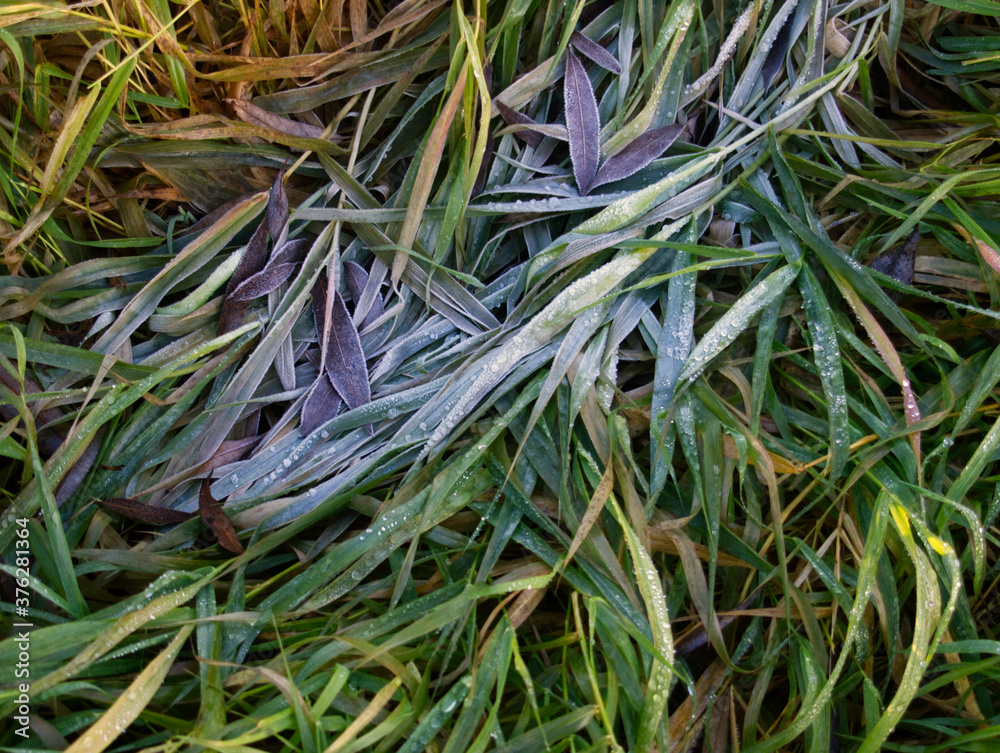 Green grass with morning frost. Frozen iced grass on meadow. Botany abstract natural background. 