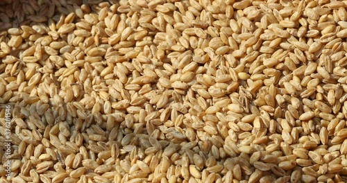 durum wheat infested with parasites causes long shelf life, granary weevil, The wheat weevil (Sitophilus granarius) spread on durum wheat