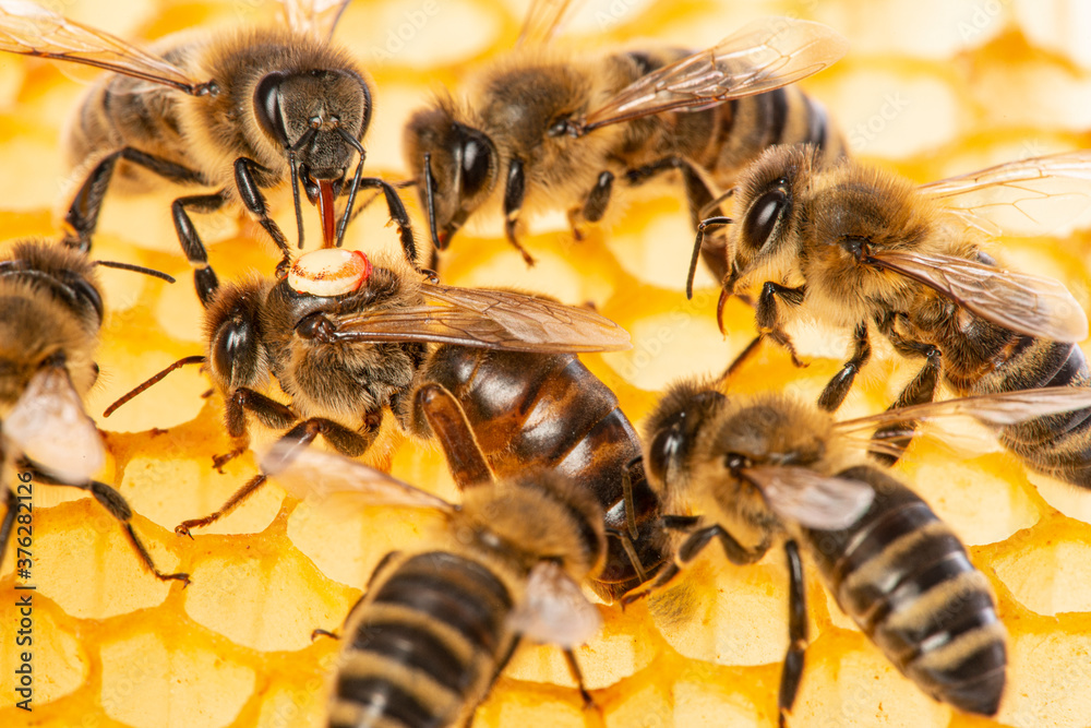 the queen (apis mellifera) marked with dot is laying eggs and bee workers around her - bee colony life the queen (apis mellifera) marked with dot is laying eggs and bee workers around her - bee colony life
