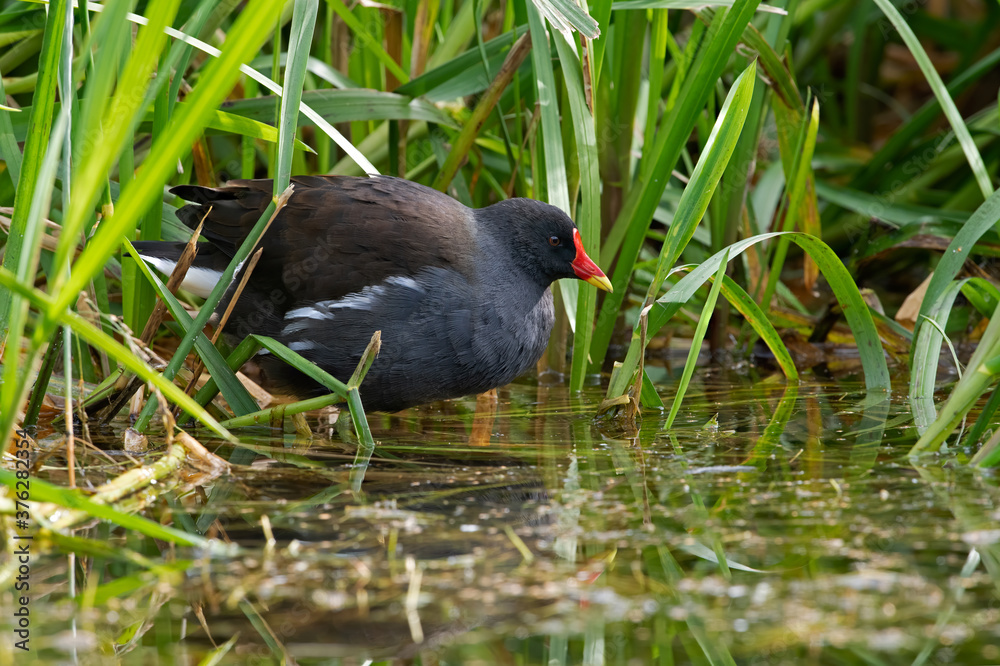 Moorhen (Gallinula chloropus) in luscious foliage at the edge of a disused canal Moorhen (Gallinula chloropus) in luscious foliage at the edge of a disused canal