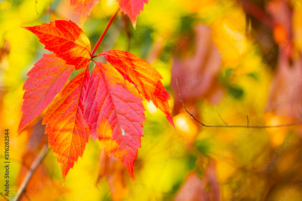 Autumn collection. Red-orange leaf of wild grapes. Red leaves of maiden grapes on a blurred background. Copy space Autumn collection. Red-orange leaf of wild grapes. Red leaves of maiden grapes on a blurred background. Copy space