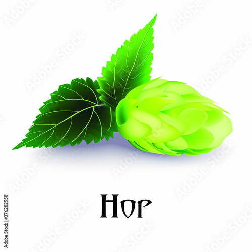 
Realistic image of a green plant hops.