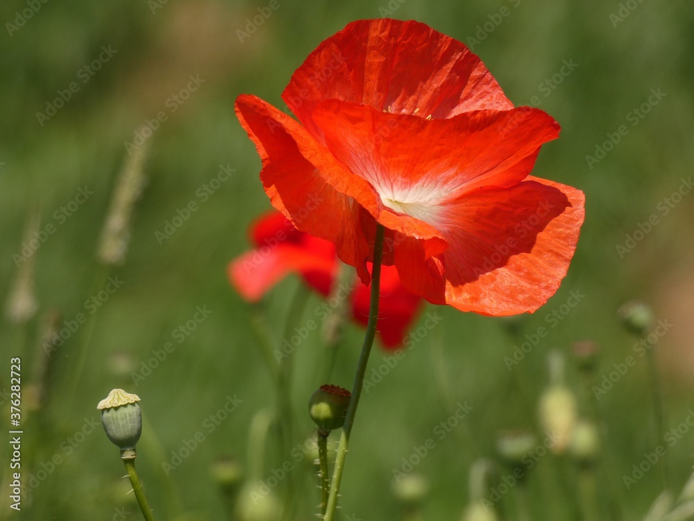 Field poppy (Papaver rhoeas) - red poppy flower and seedheads on the meadow in windy day, Gdansk, Poland Field poppy (Papaver rhoeas) - red poppy flower and seedheads on the meadow in windy day, Gdansk, Poland