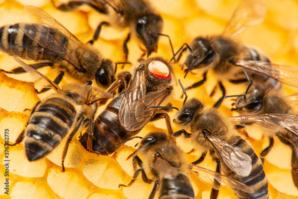 the queen (apis mellifera) marked with dot is laying eggs and bee workers around her - bee colony life the queen (apis mellifera) marked with dot is laying eggs and bee workers around her - bee colony life