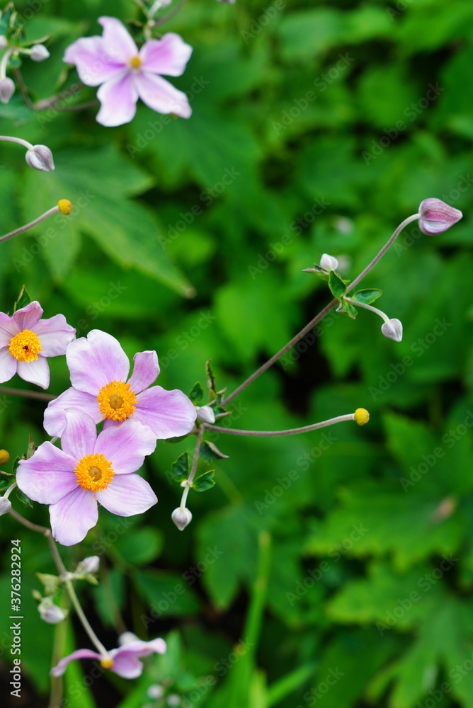 Pale pink Japanese anemone flower in bloom (Anemone hupehensis) Pale pink Japanese anemone flower in bloom (Anemone hupehensis)