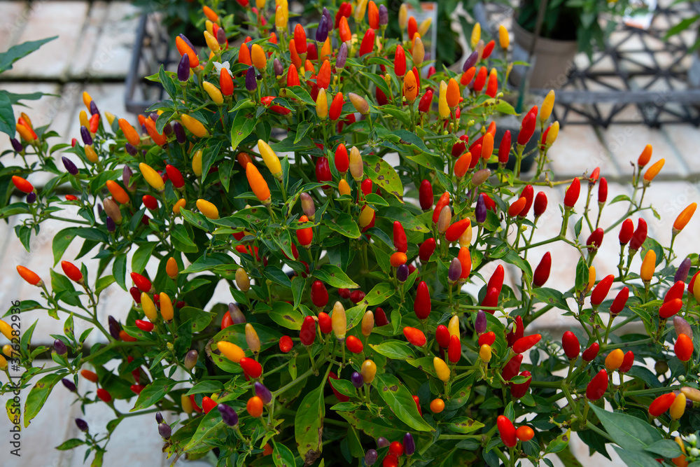 red yellow mini pepper