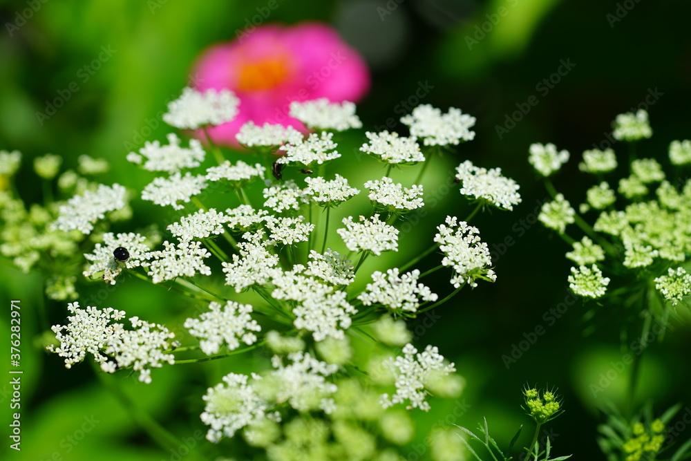 White flower clusters of Queen Anne’s Lace wild carrot (Daucus Carota) growing in the garden White flower clusters of Queen Anne’s Lace wild carrot (Daucus Carota) growing in the garden