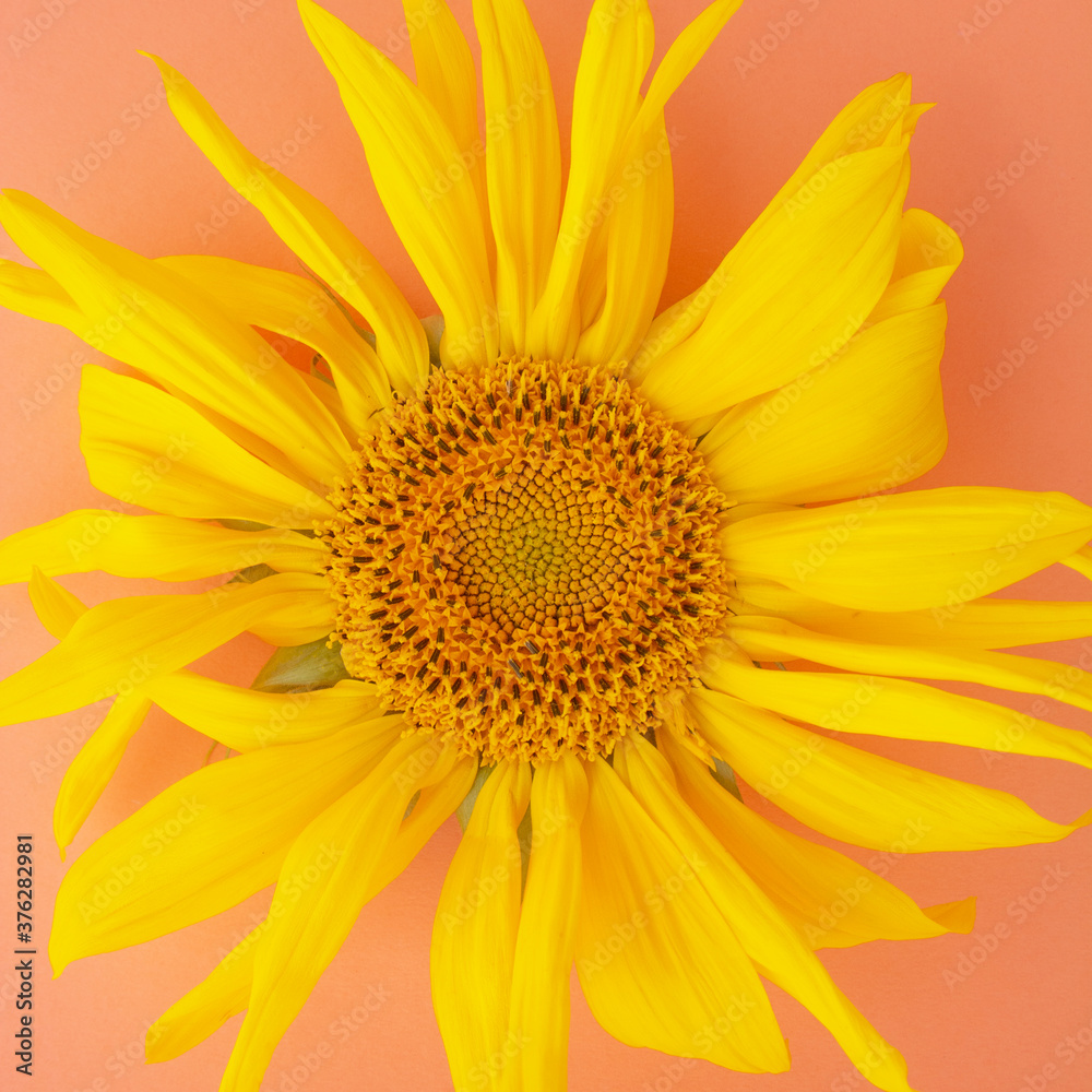 Yellow sunflowers on a pink background. Copy space. Summer concept. Yellow sunflowers on a pink background. Copy space. Summer concept.