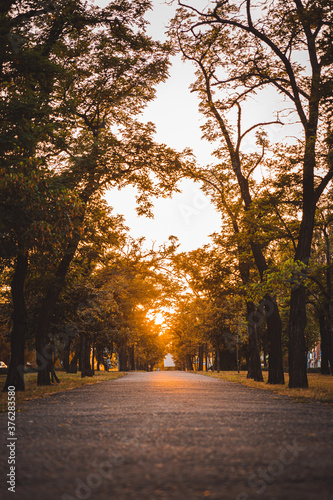 sunset in the park