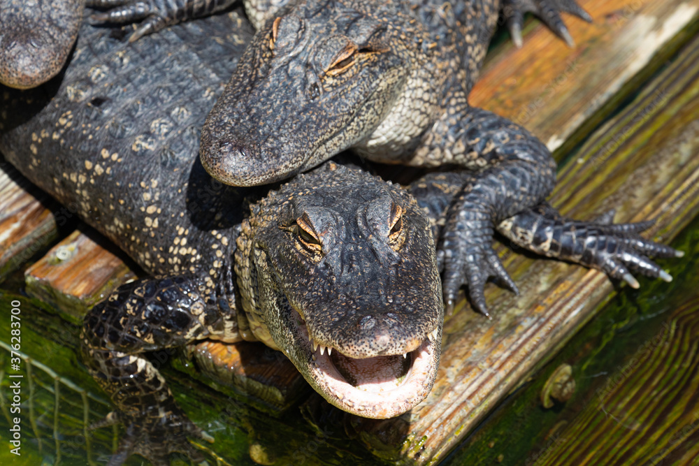 Obraz premium Looking down at a close up of the head of an american alligator resting under another gator, with an open mouth full of teeth, in Florida, USA