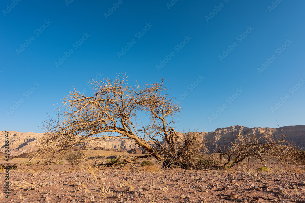 Picturesque desert landscape in Timna park with dry tree. Arava Valley, Israel.