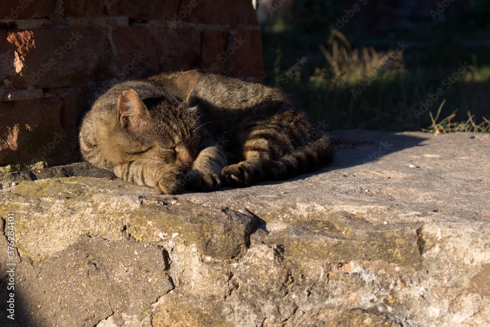 stray cat is sleeping peacefully, basking in sun rays near brick wall stray cat is sleeping peacefully, basking in sun rays near brick wall