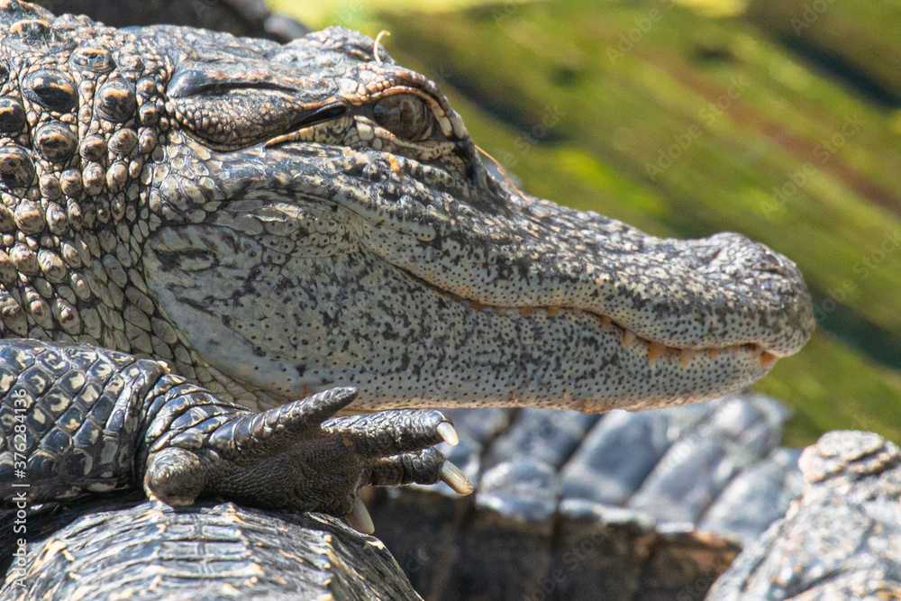 Fototapeta premium Close up of an american alligator resting on other gators, with a watchful eye, smiling mouth, and a sharply clawed right front foot, in Florida, USA