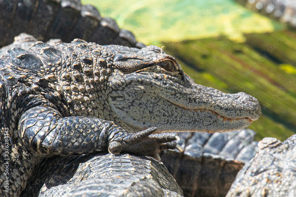 Fototapeta premium Close up of an american alligator resting on other gators, with a watchful eye, smiling mouth, and a sharply clawed right front foot, in Florida, USA