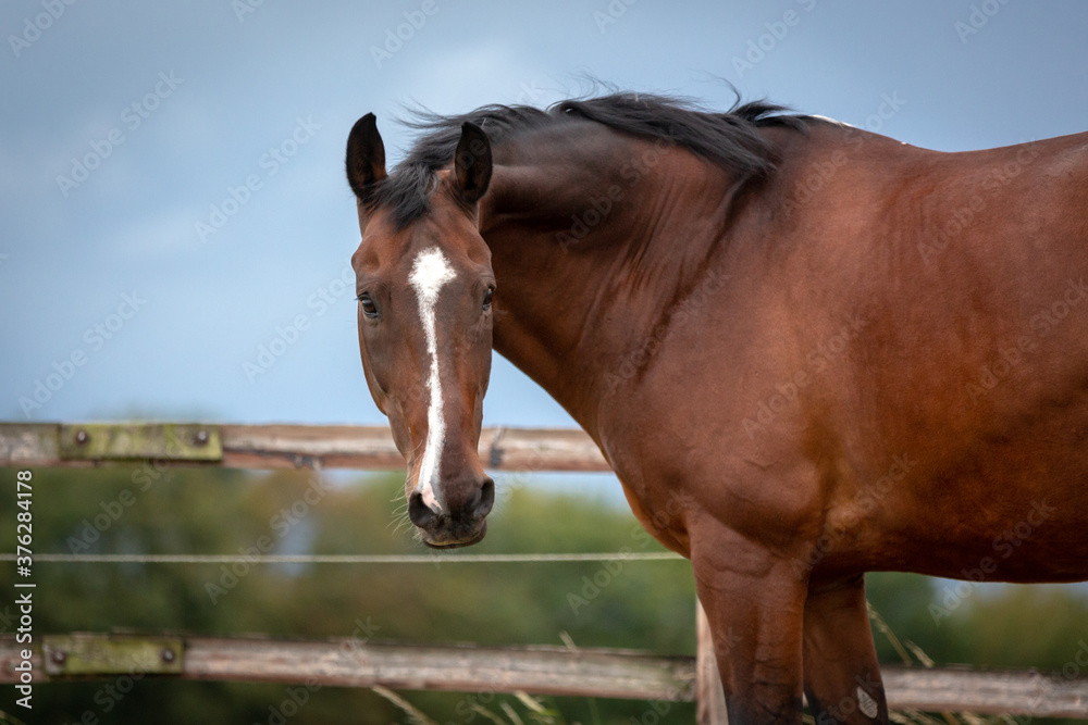 Pferd auf der Koppel Pferd auf der Koppel