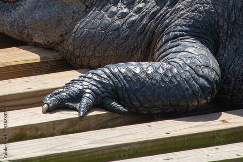Close-up of an american alligator's left front clawed foot and leg, in Florida, USA
