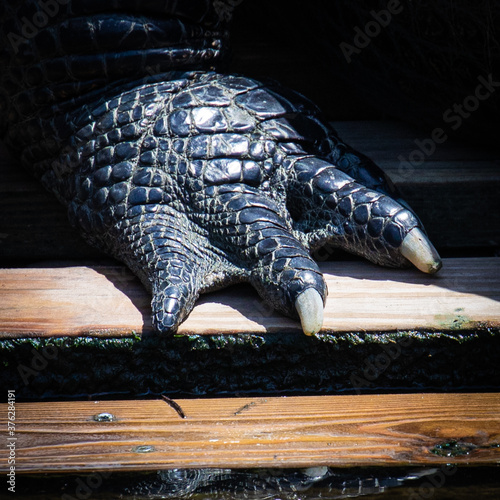 Close-up of an american alligator's back foot with two visible claws, in Florida, USA