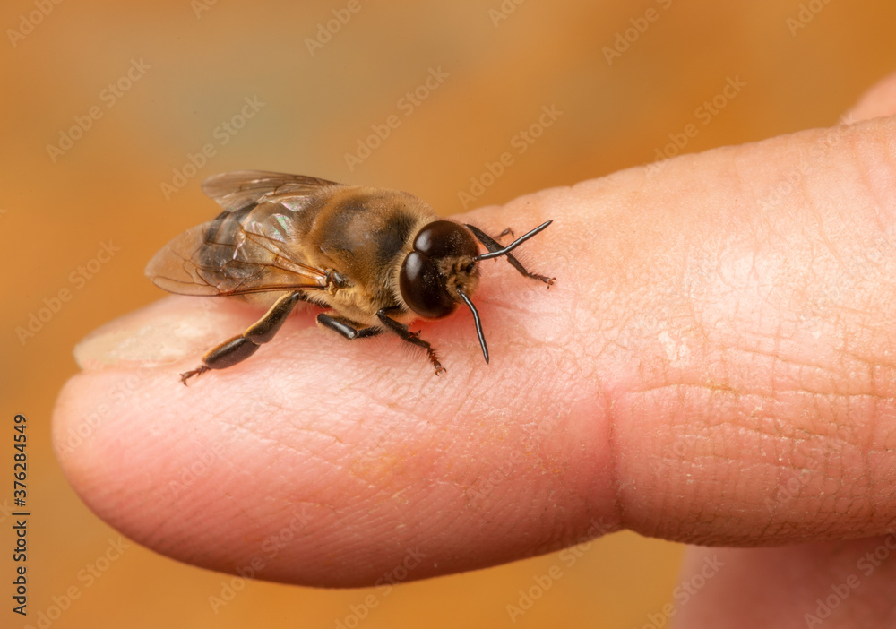 big drone bee (male honey bee) close up on a finger.. big drone bee (male honey bee) close up on a finger..