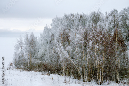 Wallpaper Mural The forest is covered with snow on the banks of the Volga River. Torontodigital.ca