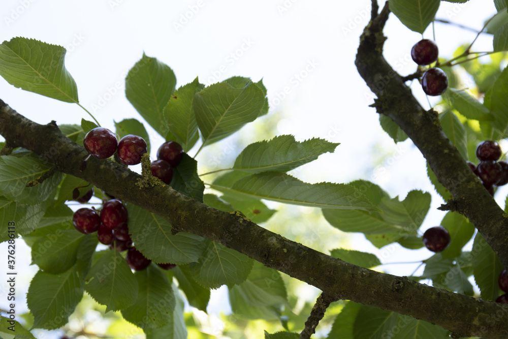 Ciliegie biologiche attaccate all'albero Ciliegie biologiche attaccate all'albero
