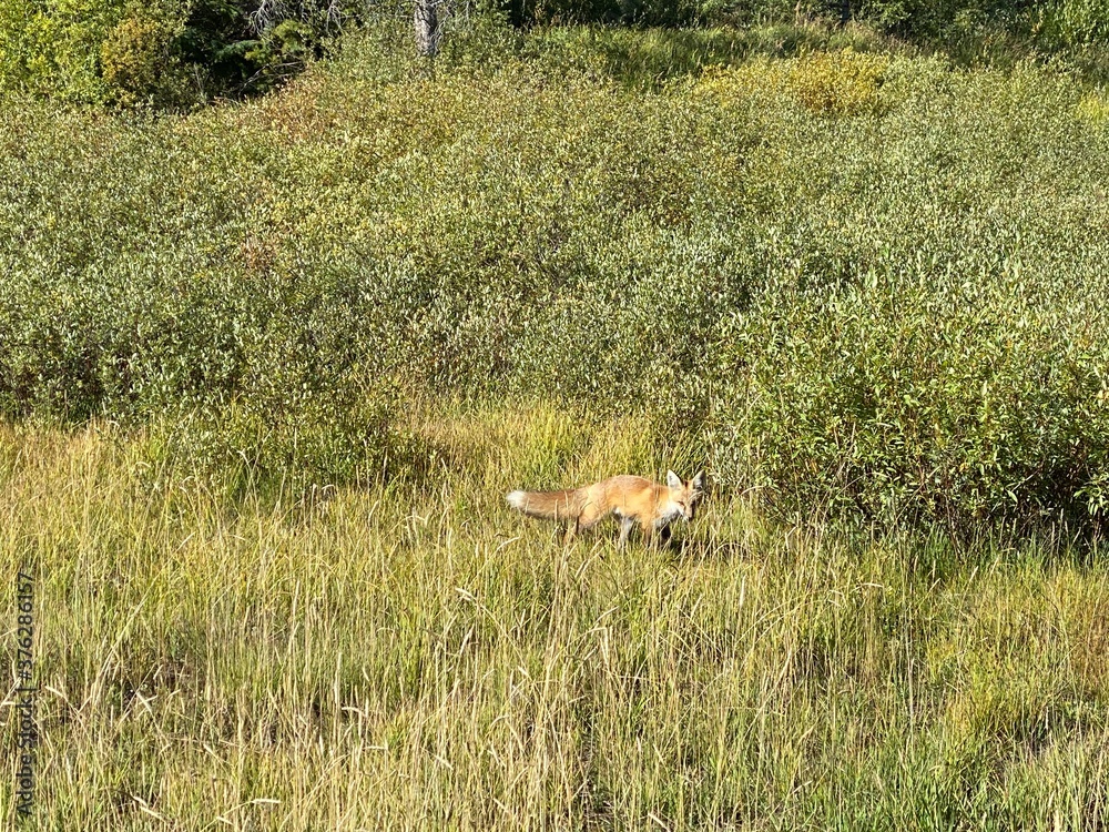 fox  on trail Breckenridge Colorado Beaver run resort