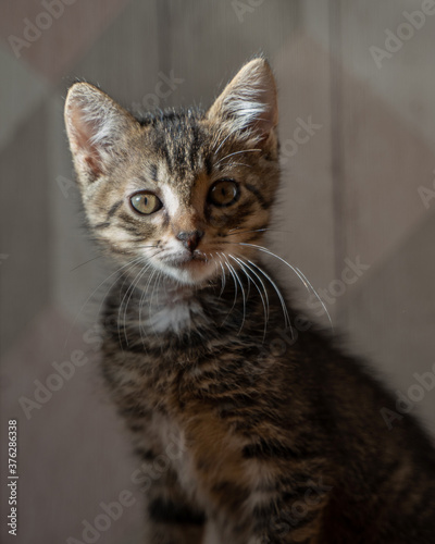 portrait of a kitten with curious glance on a gray background 
