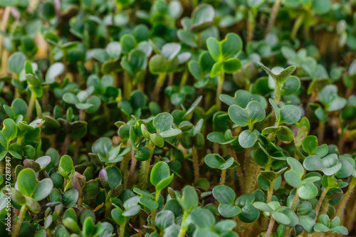 The microgreen in plastic trays for planting young plants. Microgreen are young vegetable green or sprouts, raw living sprouts vegetable germinated from quality organic plants seeds.