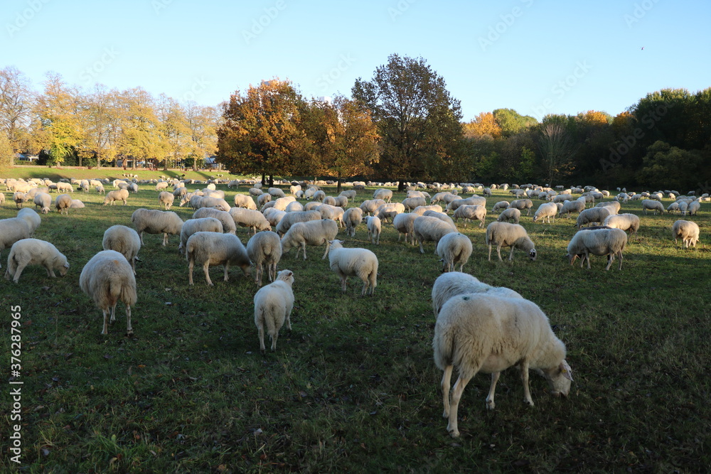 Obraz premium Flood protection with flock of sheep in Cologne, Germany