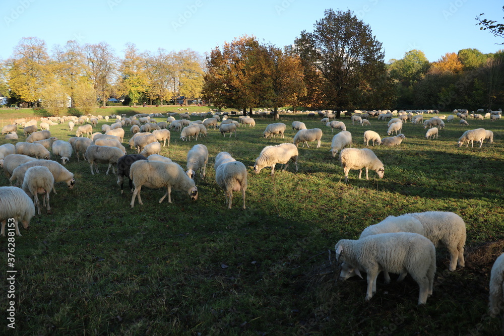 Large flock of sheep at the flood protection meadows on the Rhine in Cologne, Germany
