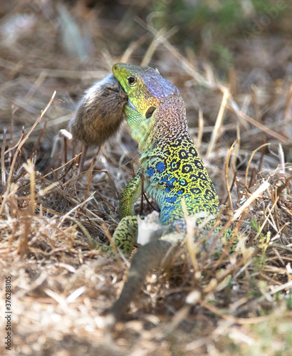 The ocellated lizard or jewelled lizard (Timon lepidus) preying upon mouse.  Lizard is endemic to southwestern Europe.