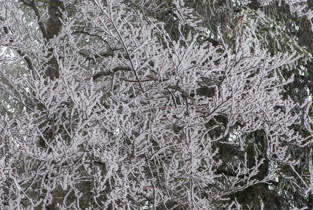 Bare alder black picturesquely curved twigs covered with frost Bare alder black picturesquely curved twigs covered with frost