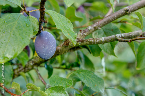 Fresh, organically grown plums with water droplets on the tree, rich in provitamin A and B vitamins, they are versatile...