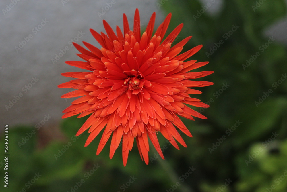 gerbera flower in the garden gerbera flower in the garden