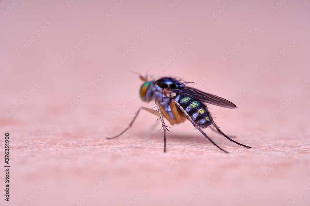 Diptera, Dolichopodidae long legged fly Diptera, Dolichopodidae long legged fly