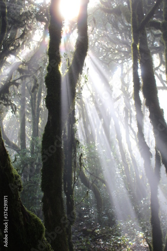 La Gomera Garajonay NP