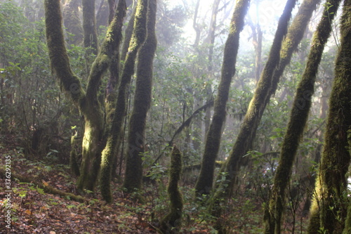 La Gomera Garajonay NP