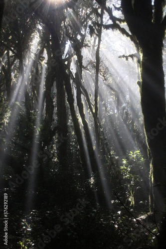 La Gomera Garajonay NP