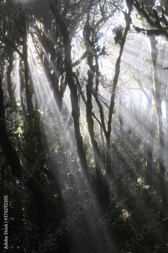 La Gomera Garajonay NP