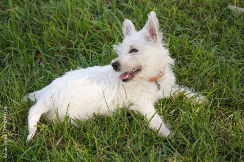 West Highland White Terrier Puppy © Rogue Productions