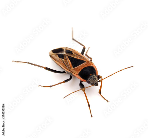 Xanthochilus saturnius bug isolated on white background photo